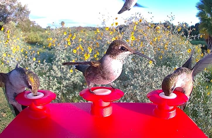 FeatherSnap Wi-Fi Solar Powered Smart Hummingbird Feeder Camera