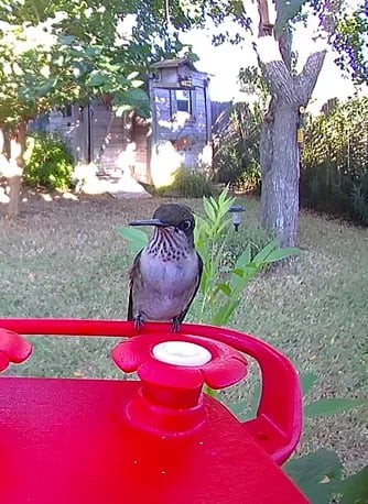 FeatherSnap Wi-Fi Solar Powered Smart Hummingbird Feeder Camera